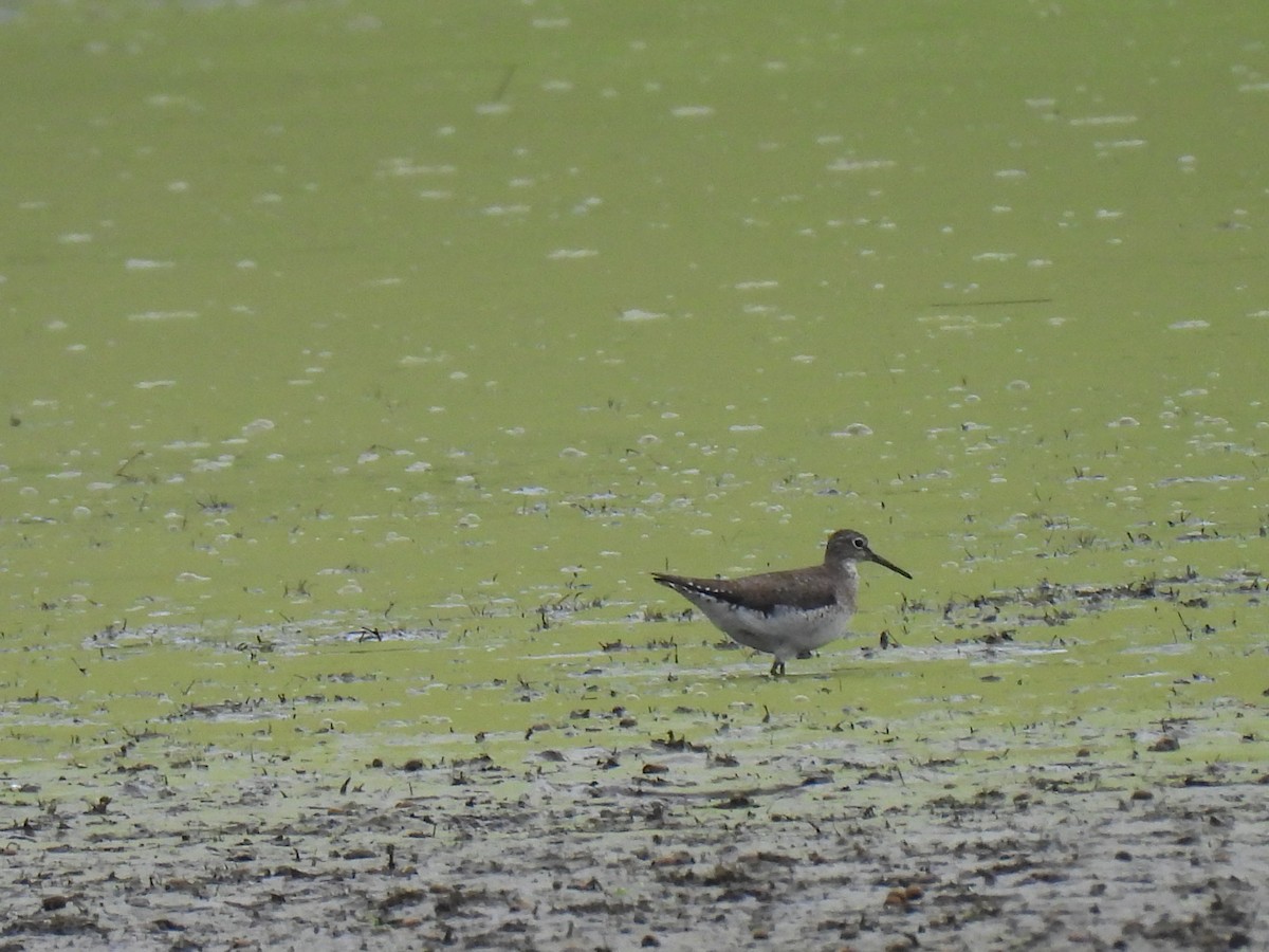 Solitary Sandpiper - Christopher Plummer