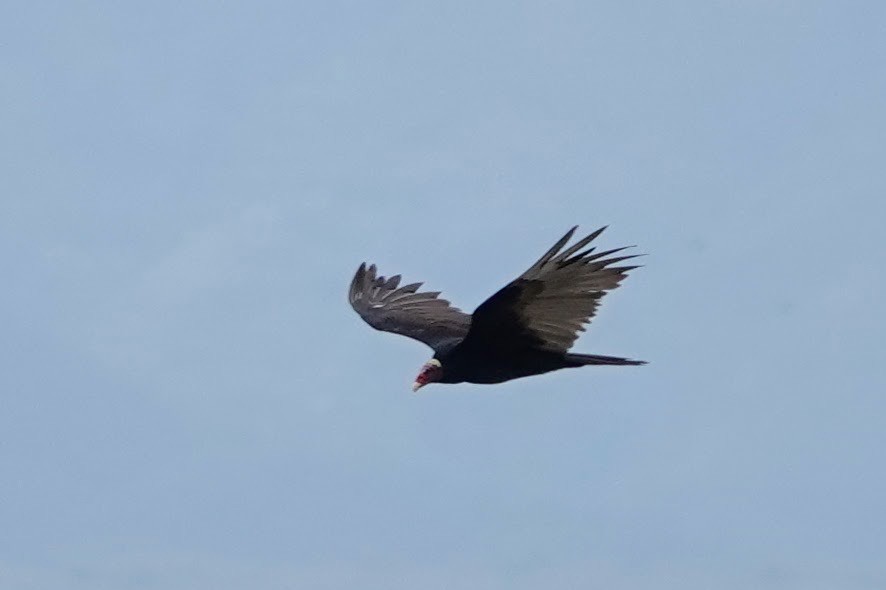 Turkey Vulture - Brecht Caers