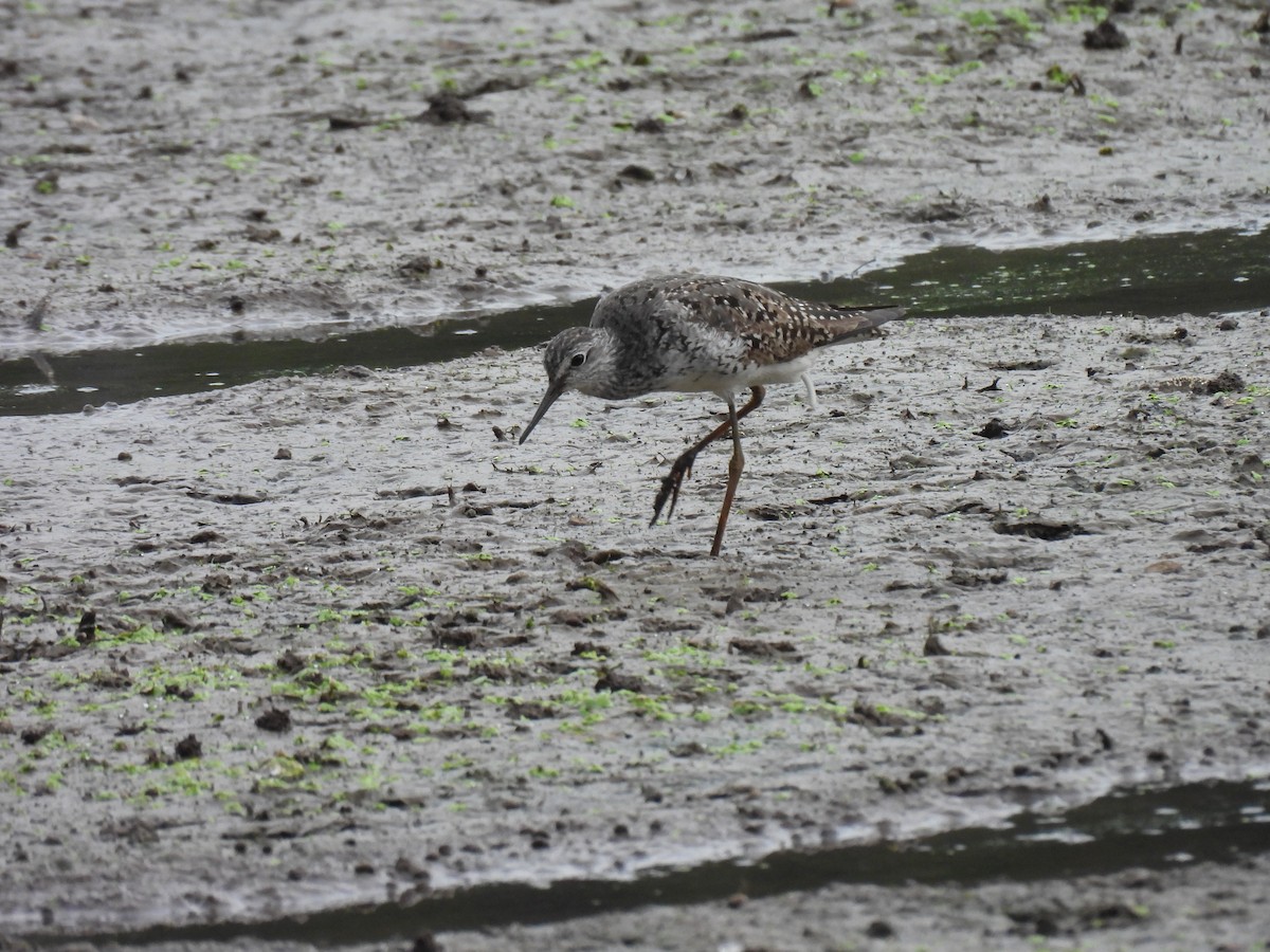 Lesser Yellowlegs - Christopher Plummer