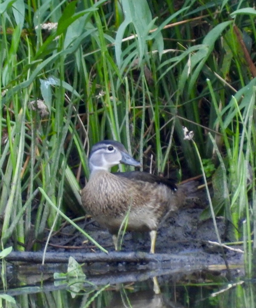 Pato Joyuyo - ML622137022