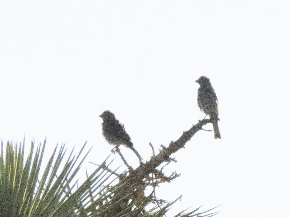 House Finch - Carol Collins