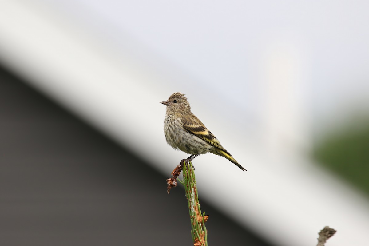 Pine Siskin - Jeffrey Timmer