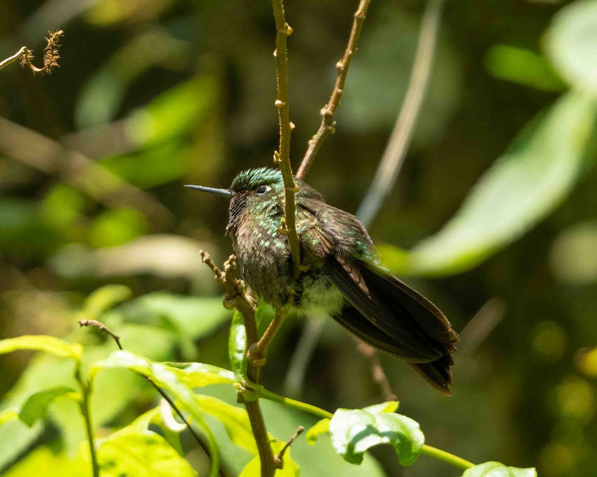 Scaled Metaltail - Anthony Kaduck