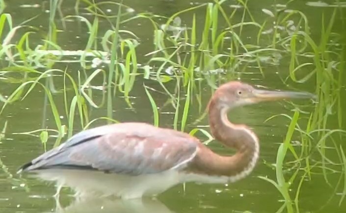 Tricolored Heron - Tim Lenz