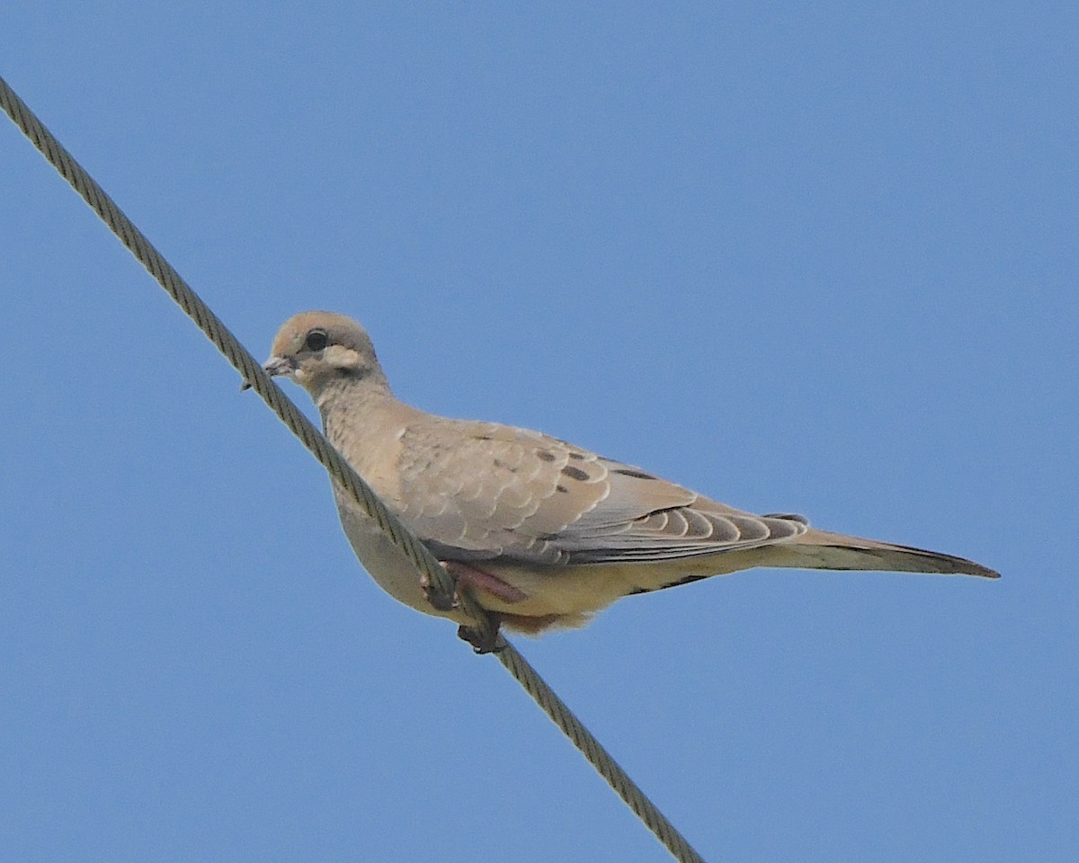 Mourning Dove - ML622137117