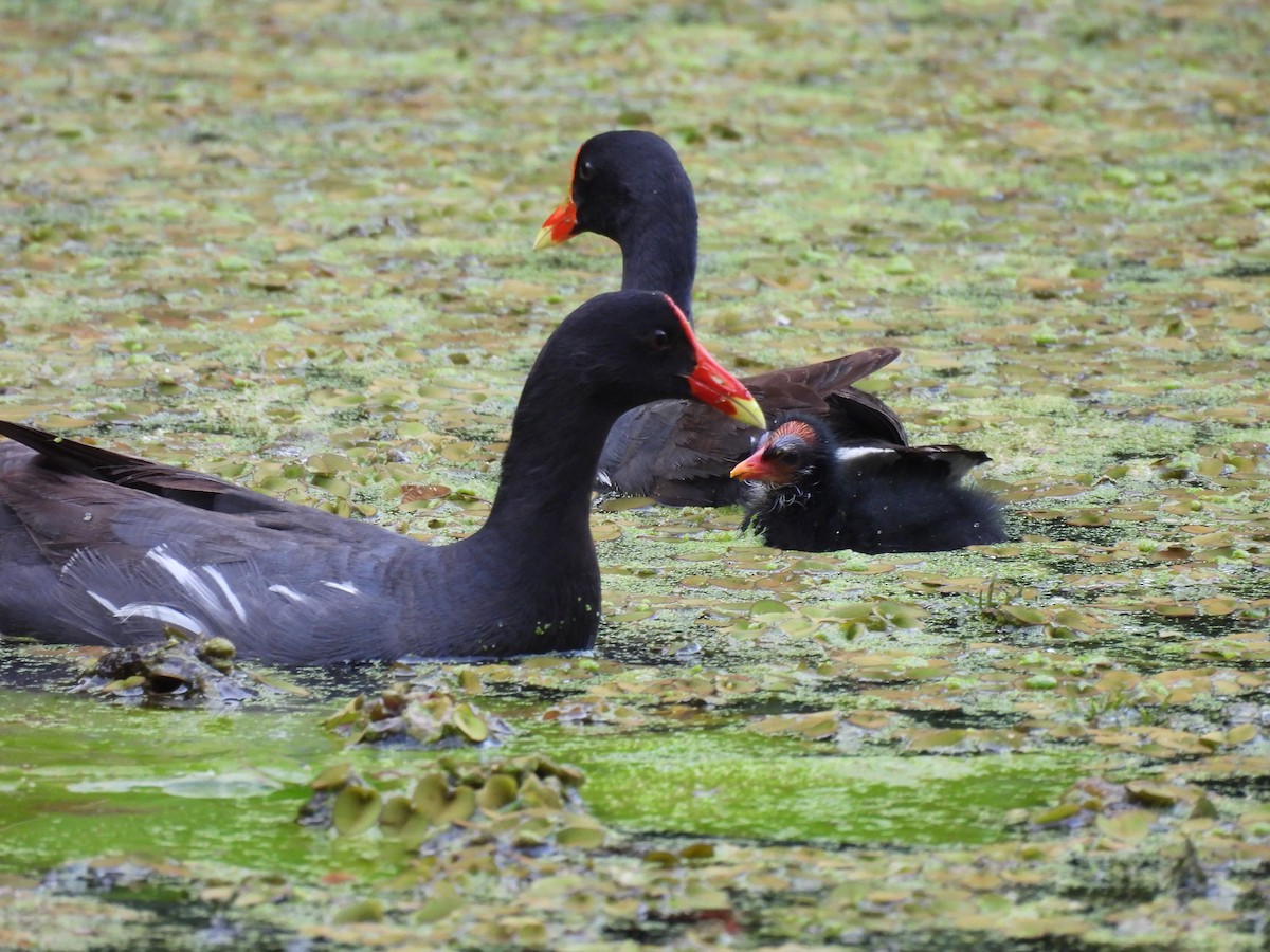 Common Gallinule - ML622137138