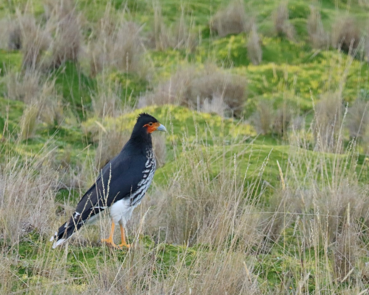 Carunculated Caracara - ML622137156