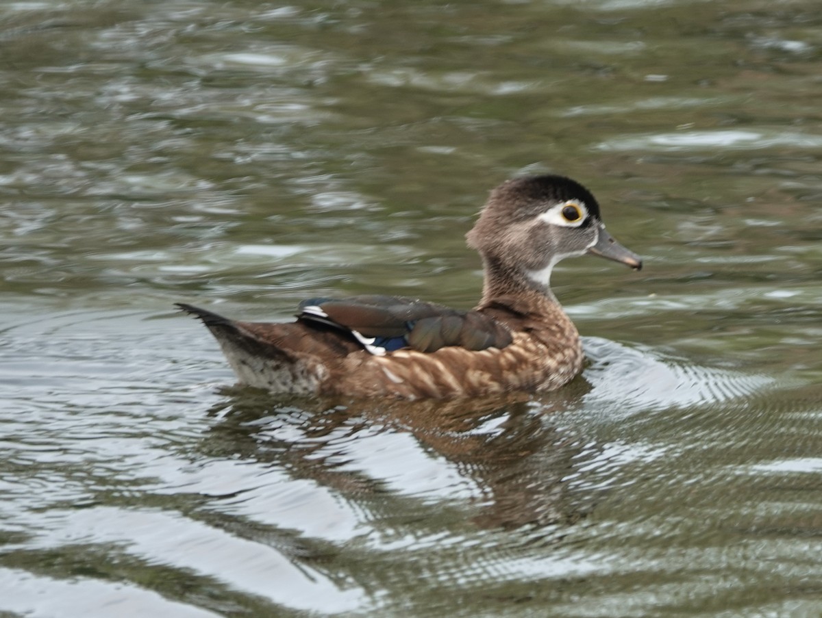 Wood Duck - ML622137161