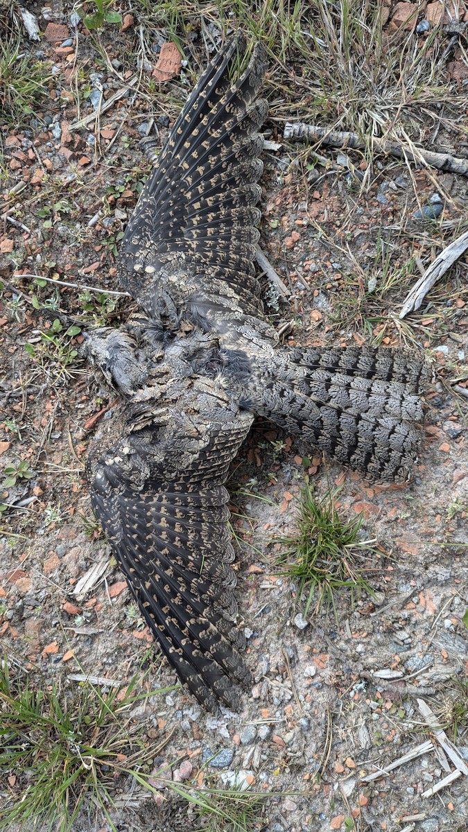 Eurasian Nightjar - ML622137162