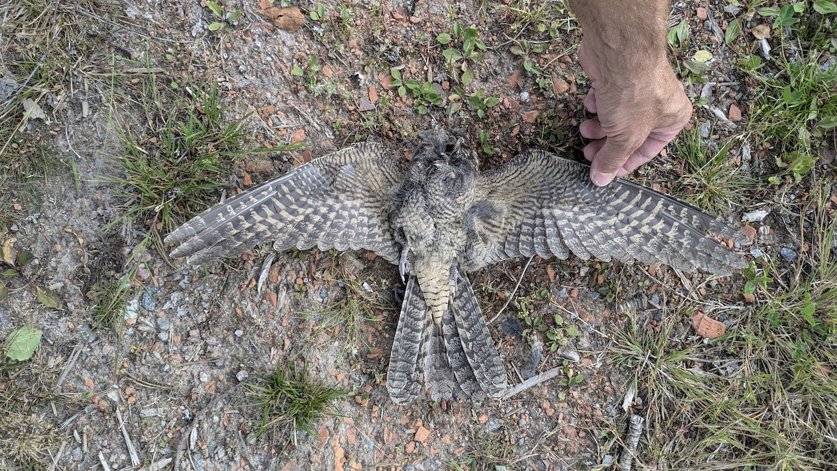 Eurasian Nightjar - ML622137163