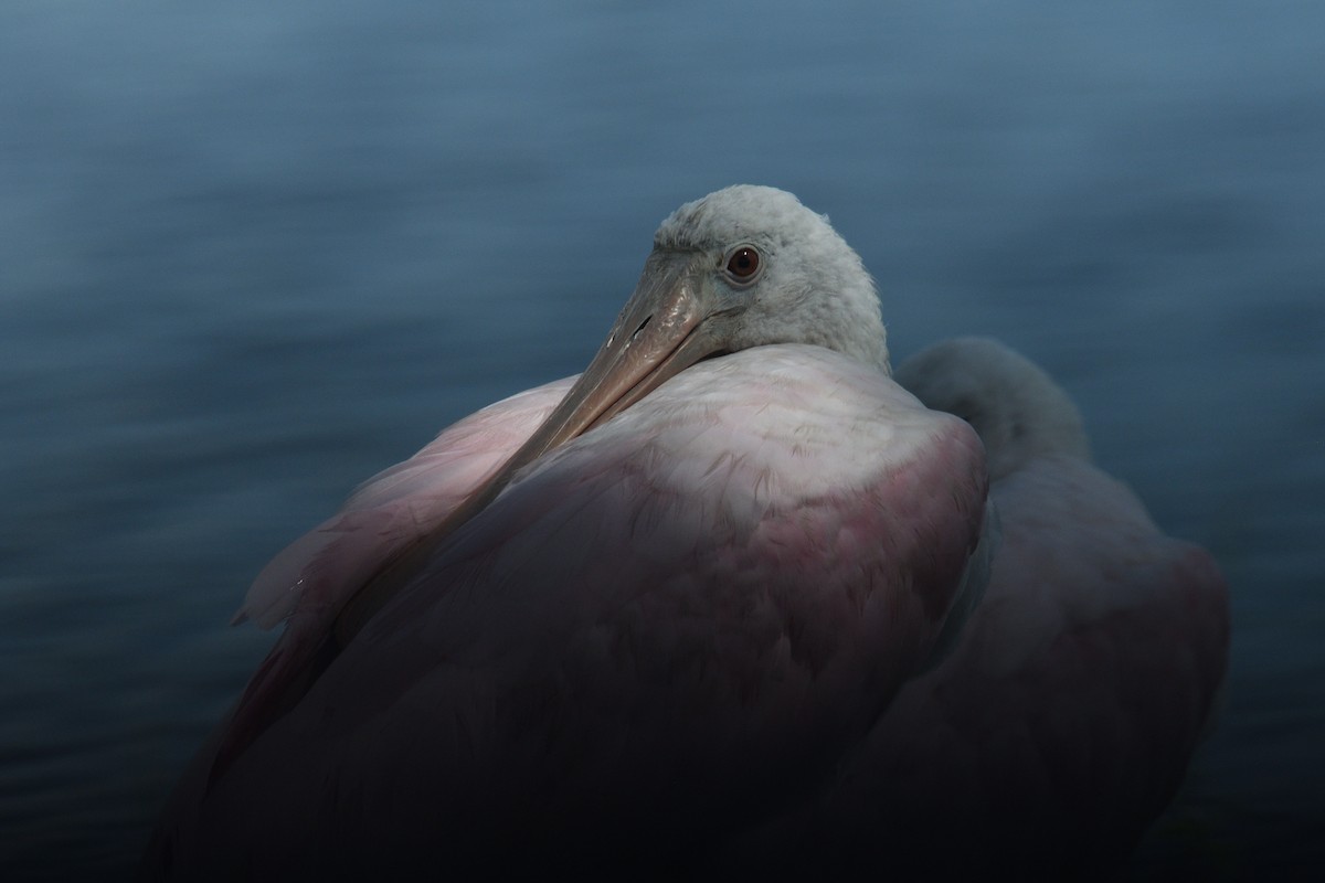 Roseate Spoonbill - ML622137166