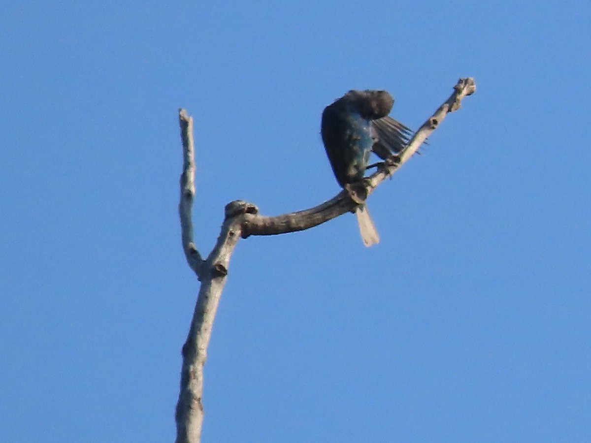 Indigo Bunting - ML622137169