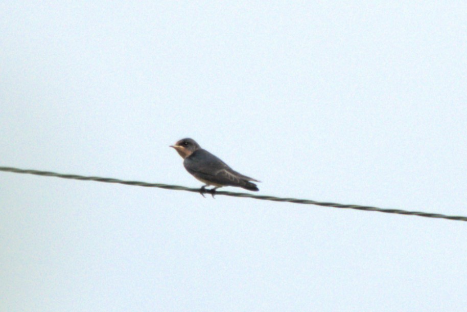 Barn Swallow - ML622137172