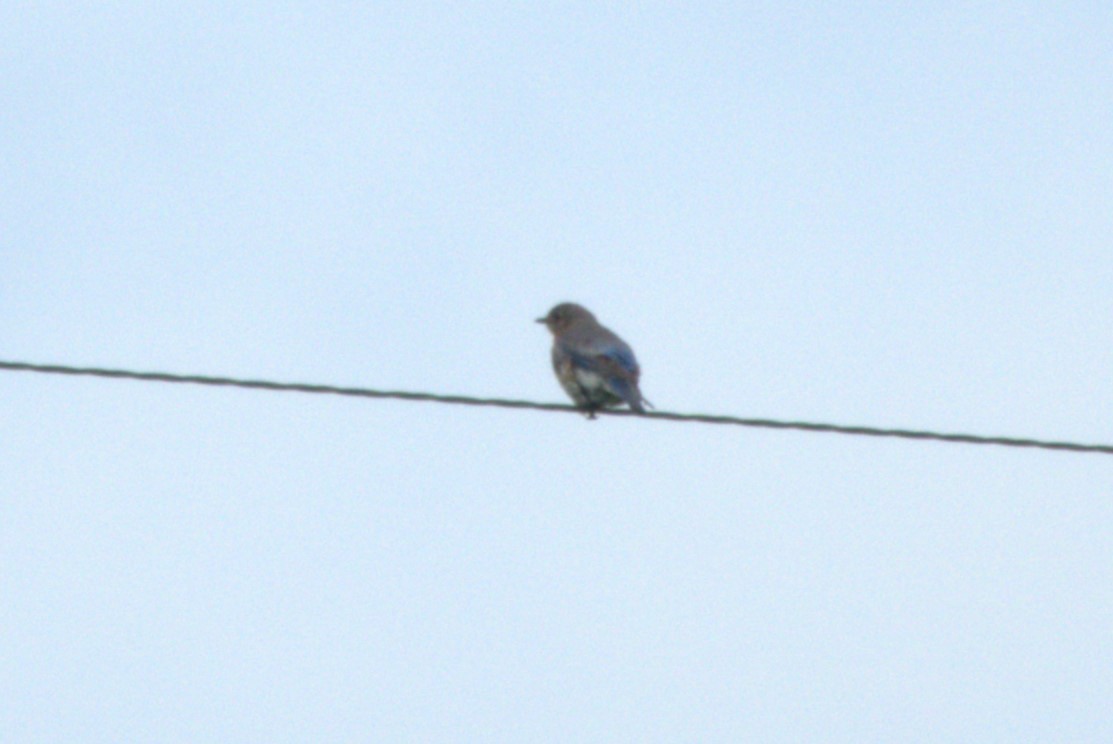 Barn Swallow - ML622137173