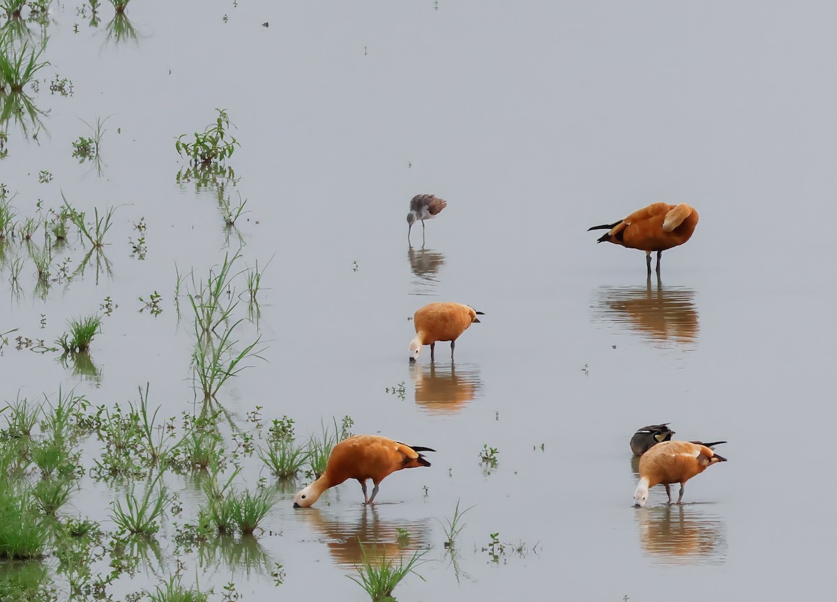 Ruddy Shelduck - ML622137174