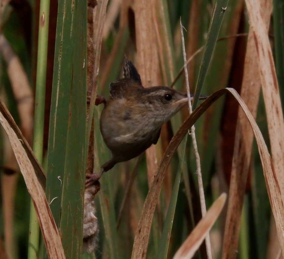 Marsh Wren - ML622137176