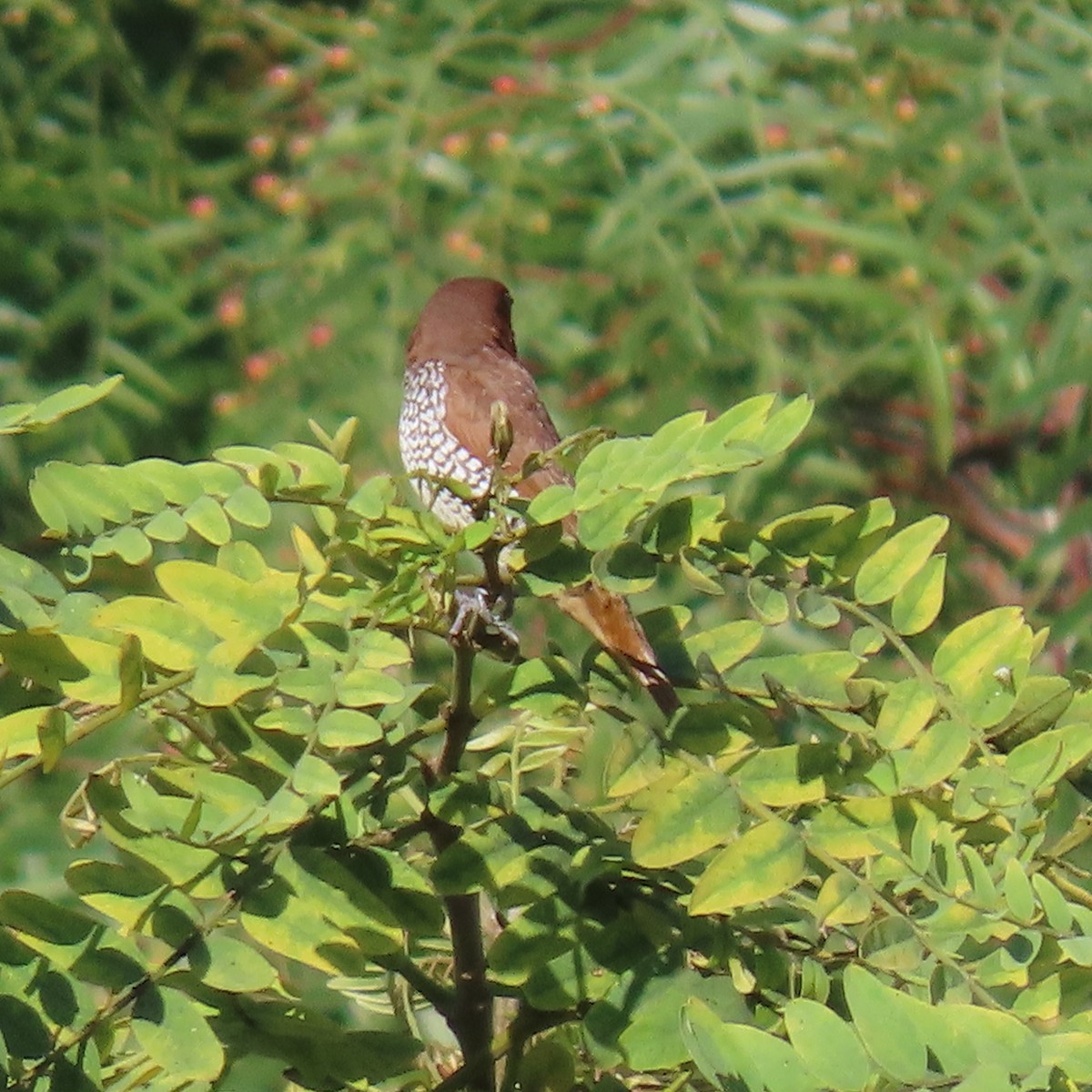 Scaly-breasted Munia - ML622137177