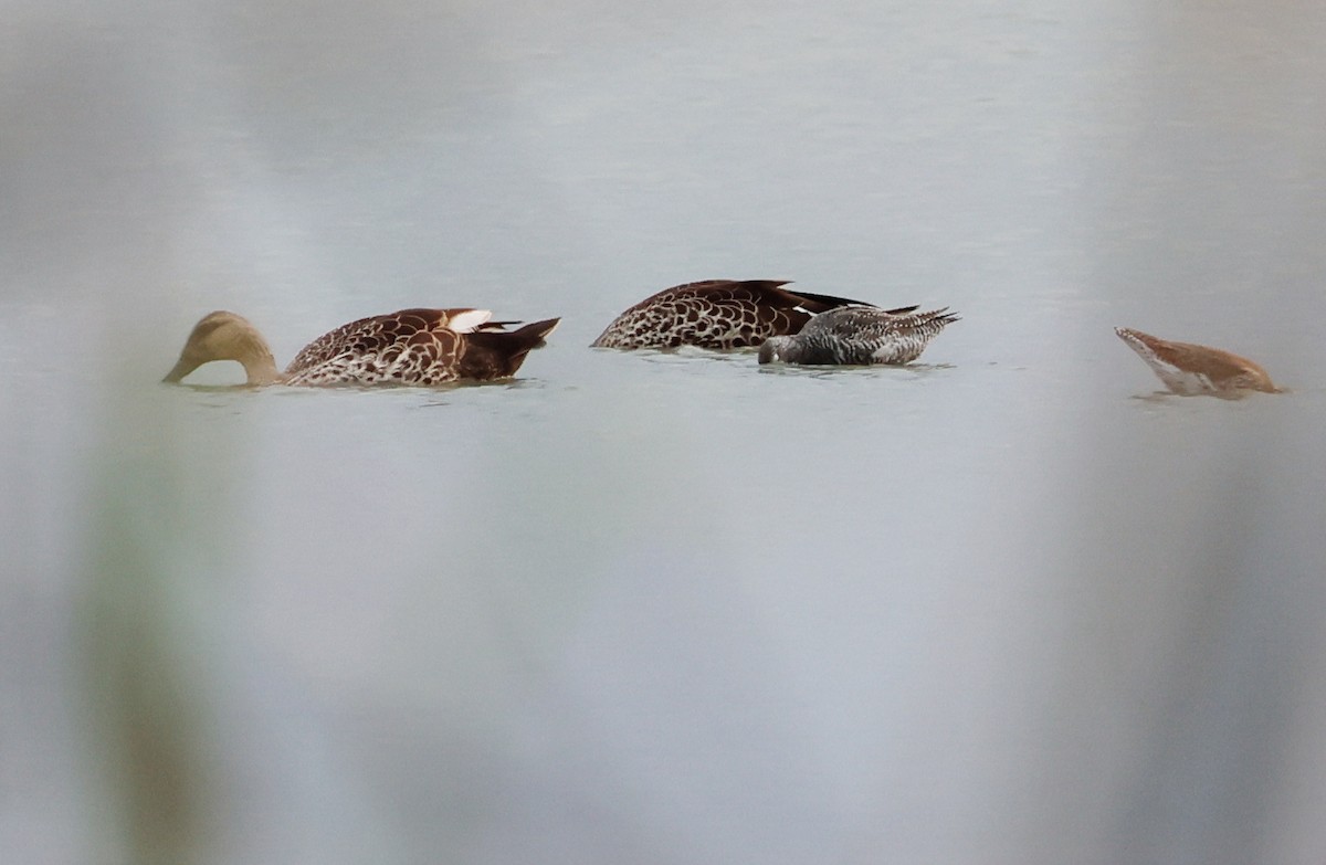 Indian Spot-billed Duck - ML622137178