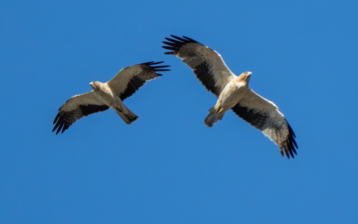 Booted Eagle - ML622137179