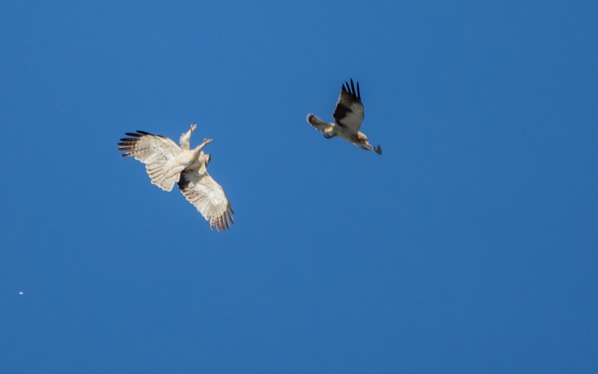 Booted Eagle - ML622137180