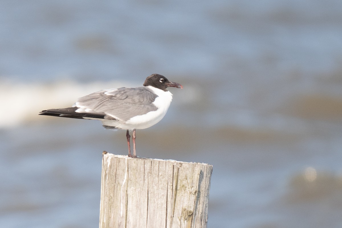 Laughing Gull - ML622137181