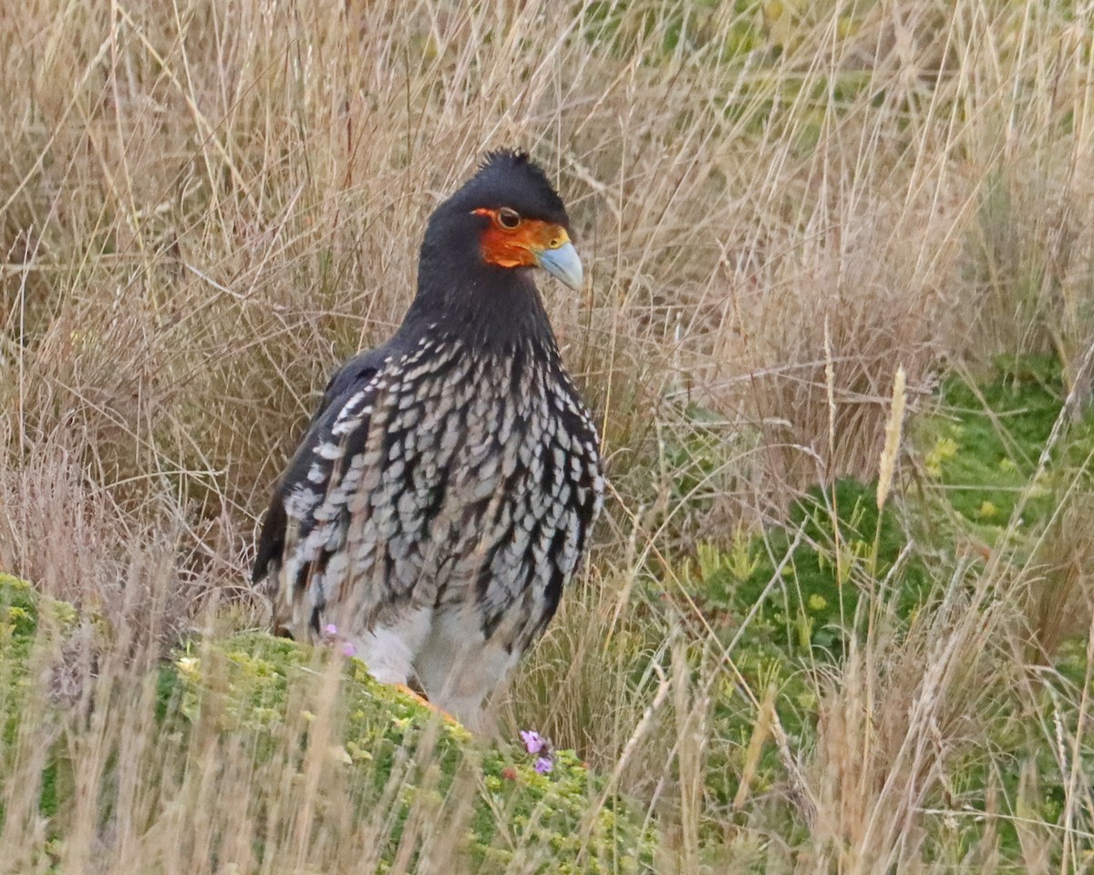 Carunculated Caracara - Dan Kempf