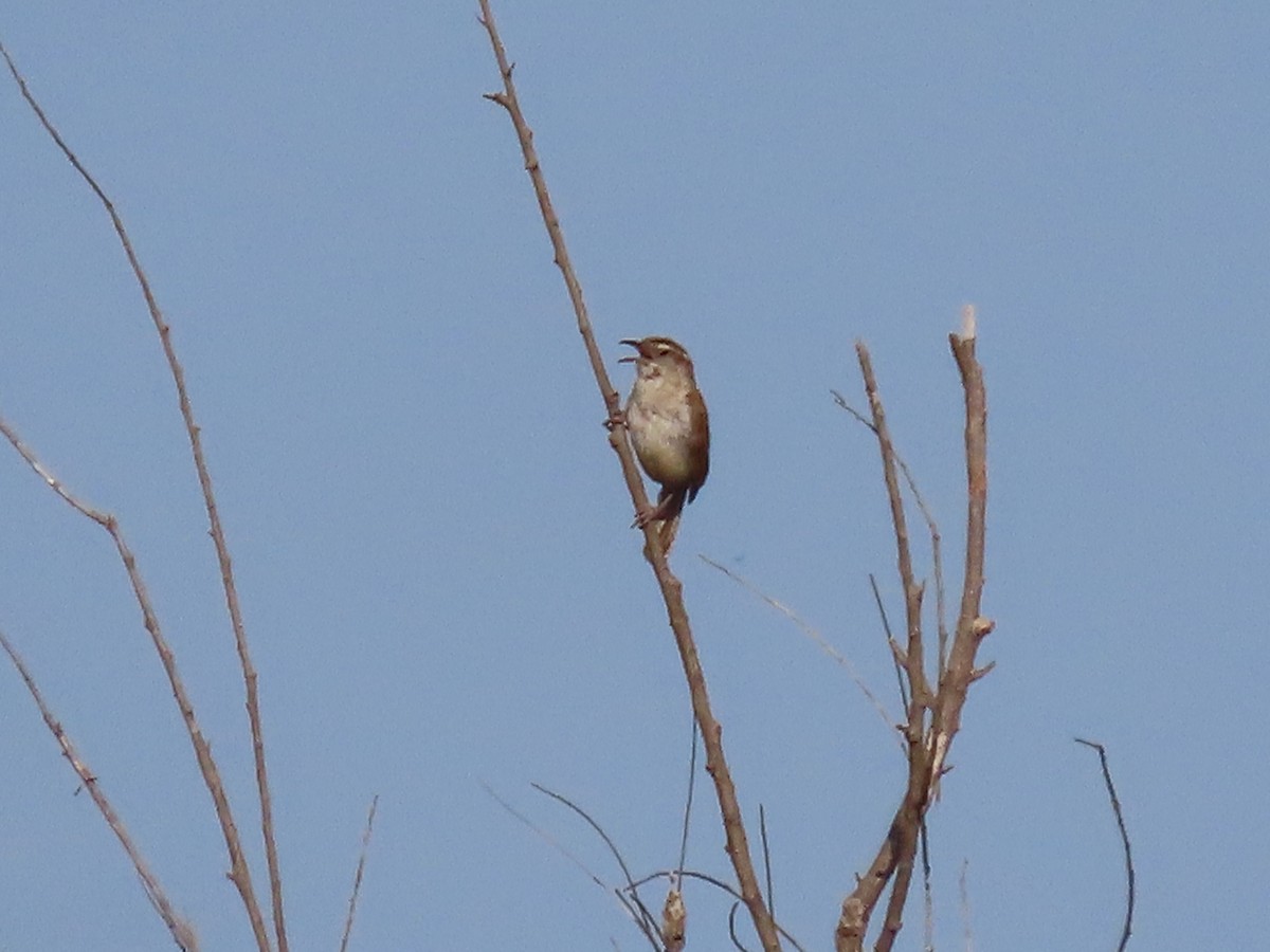 Carolina Wren - Dick Zerger