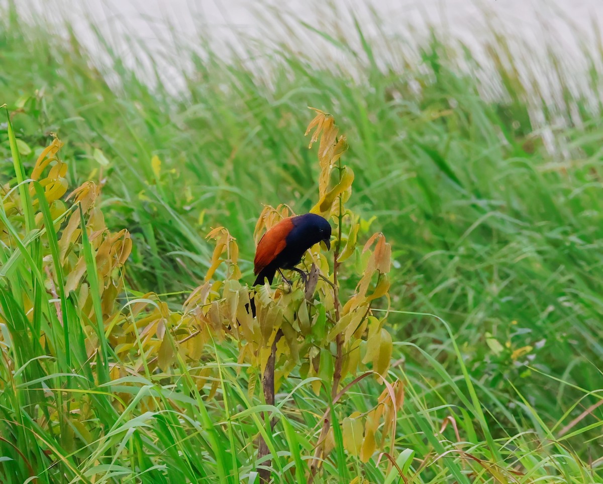 Greater Coucal - ML622137184