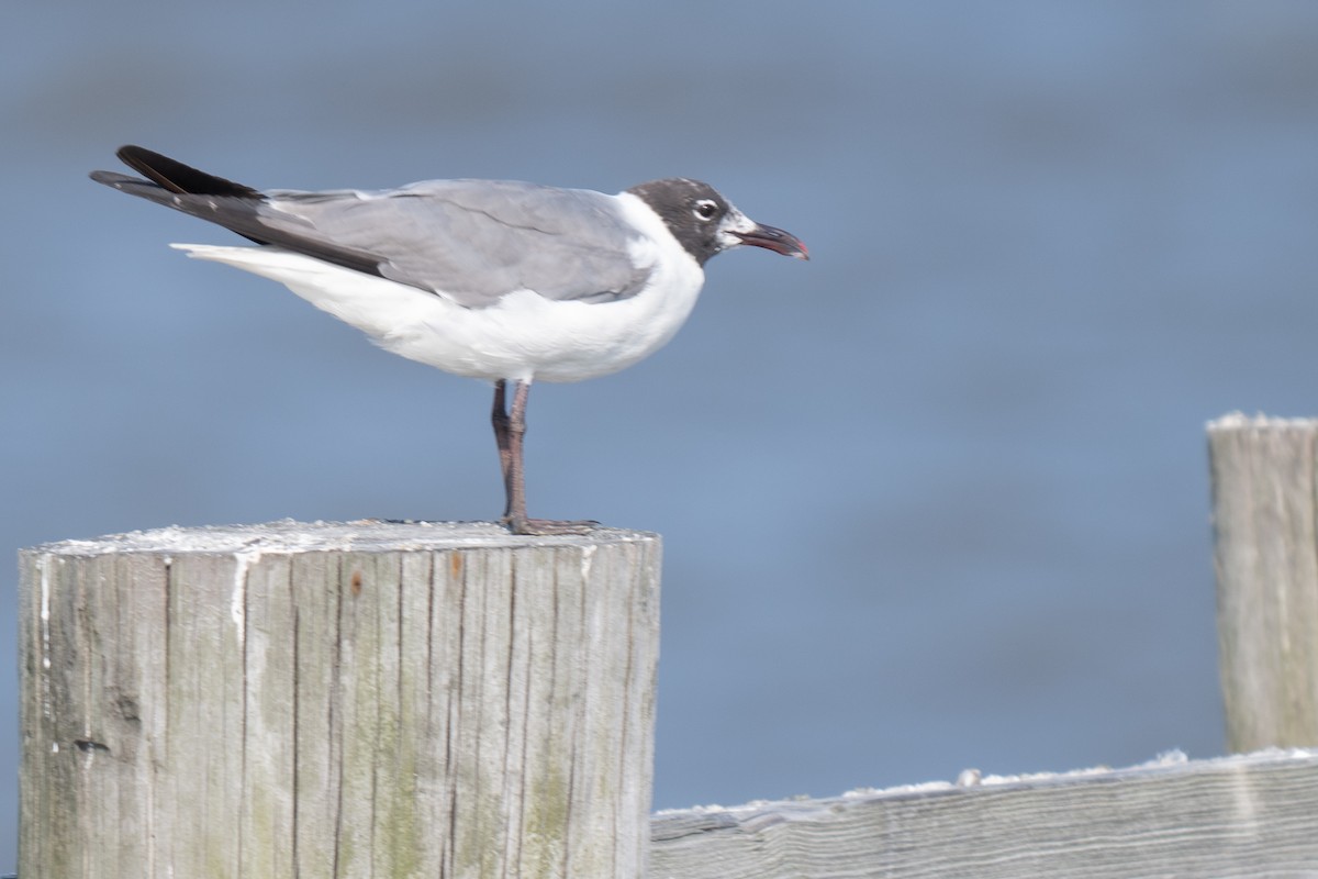 Laughing Gull - ML622137185