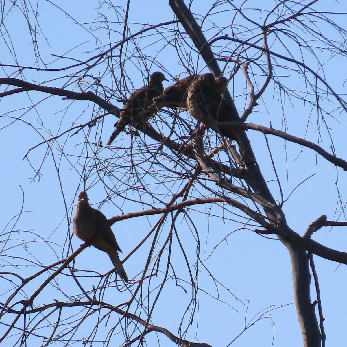 Mourning Dove - ML622137186