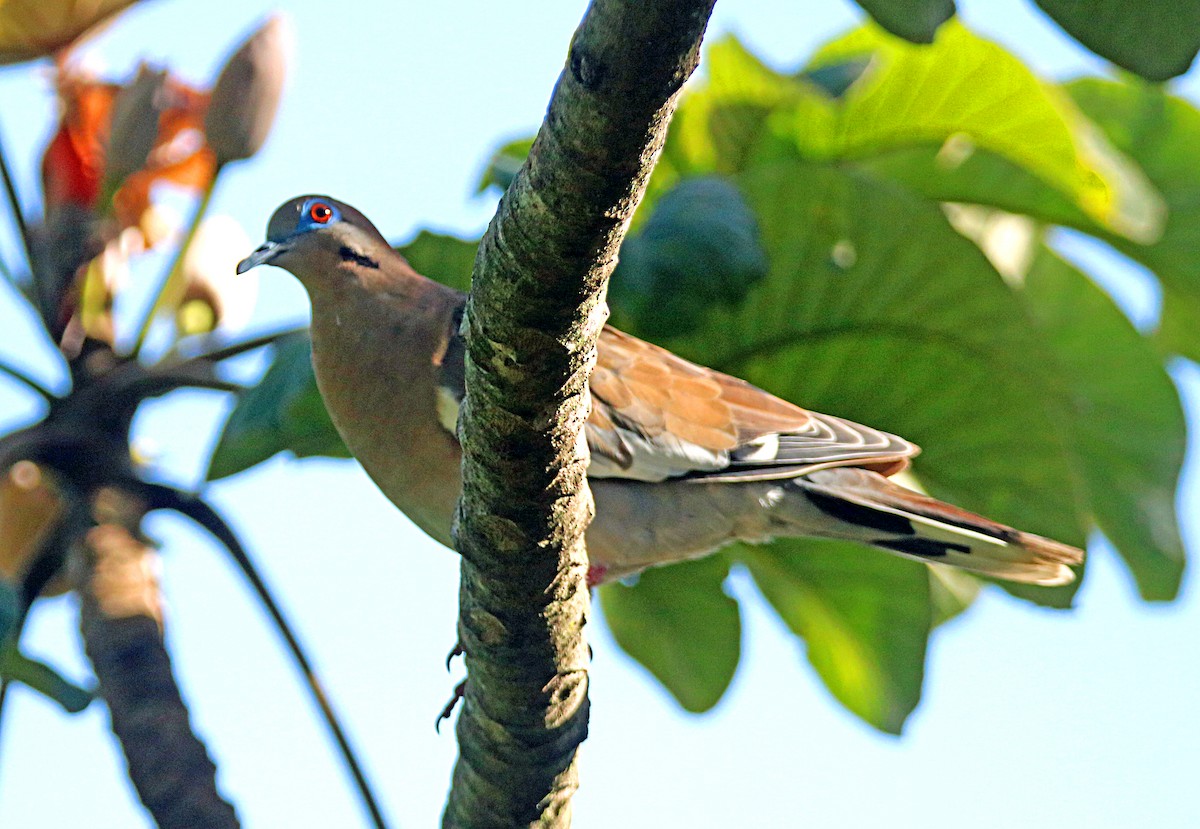 White-winged Dove - ML622137187