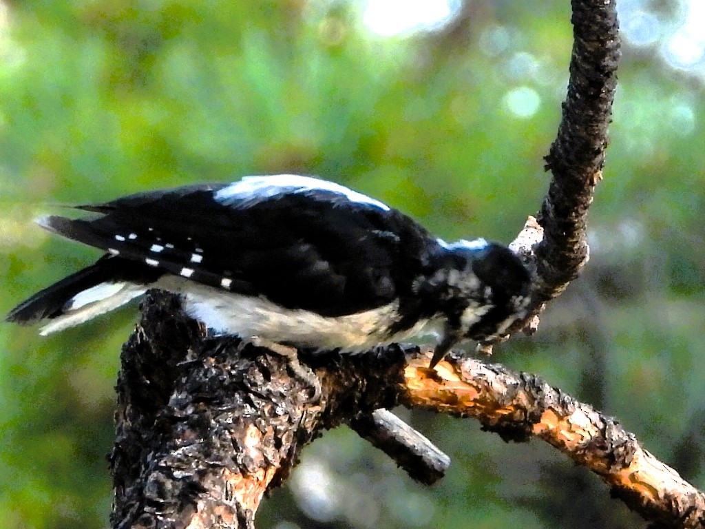 Hairy Woodpecker - ML622137188