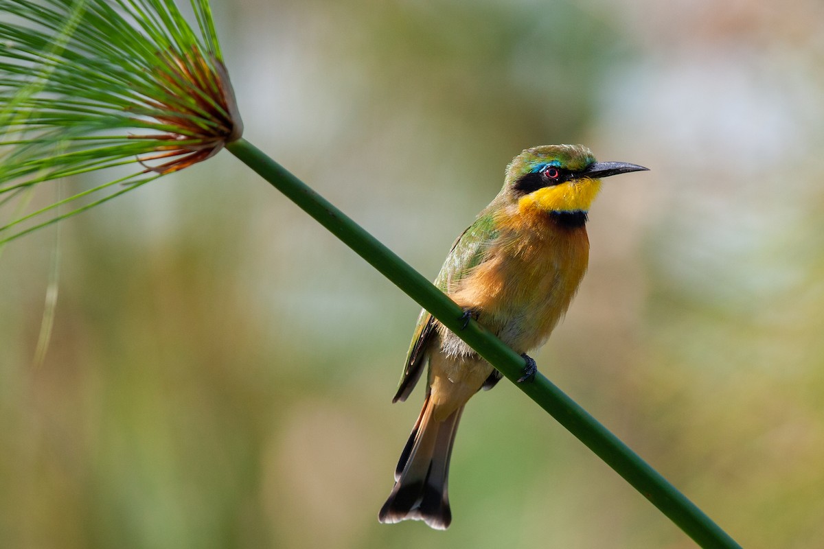 Little Bee-eater - ML622137189