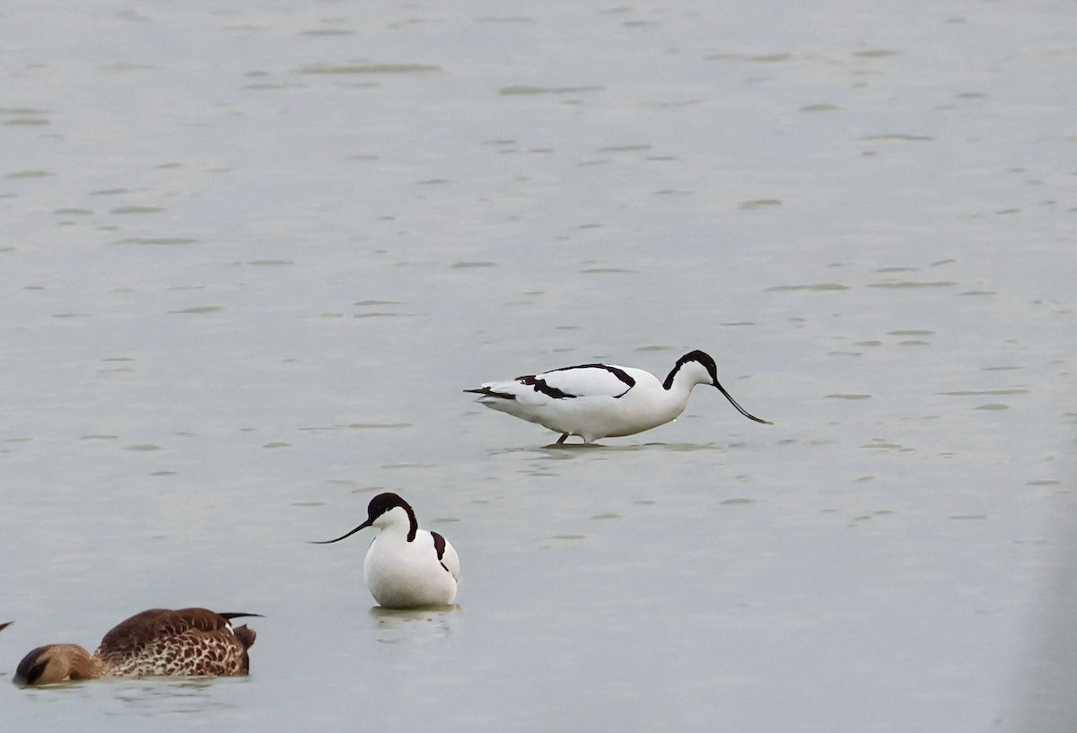 Pied Avocet - ML622137190