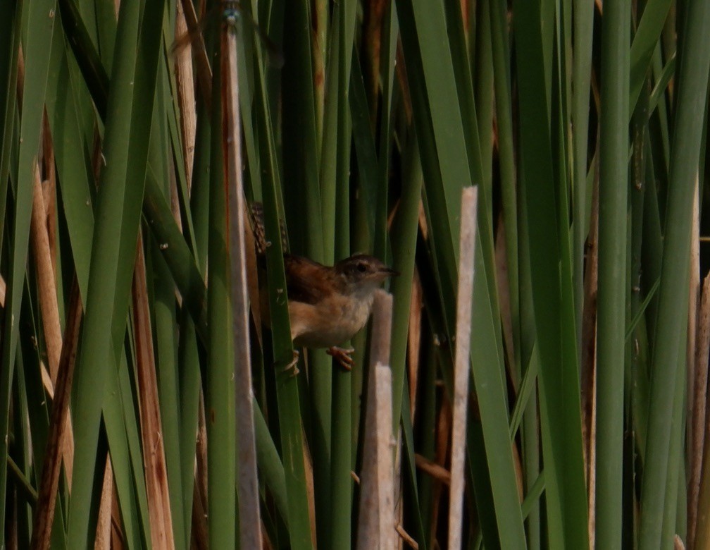 Marsh Wren - ML622137192