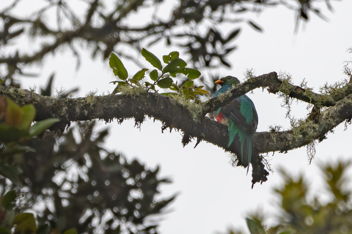 Golden-headed Quetzal - ML622137193