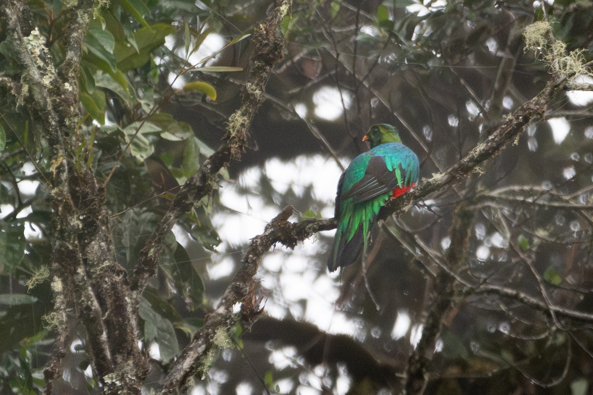 Golden-headed Quetzal - ML622137194