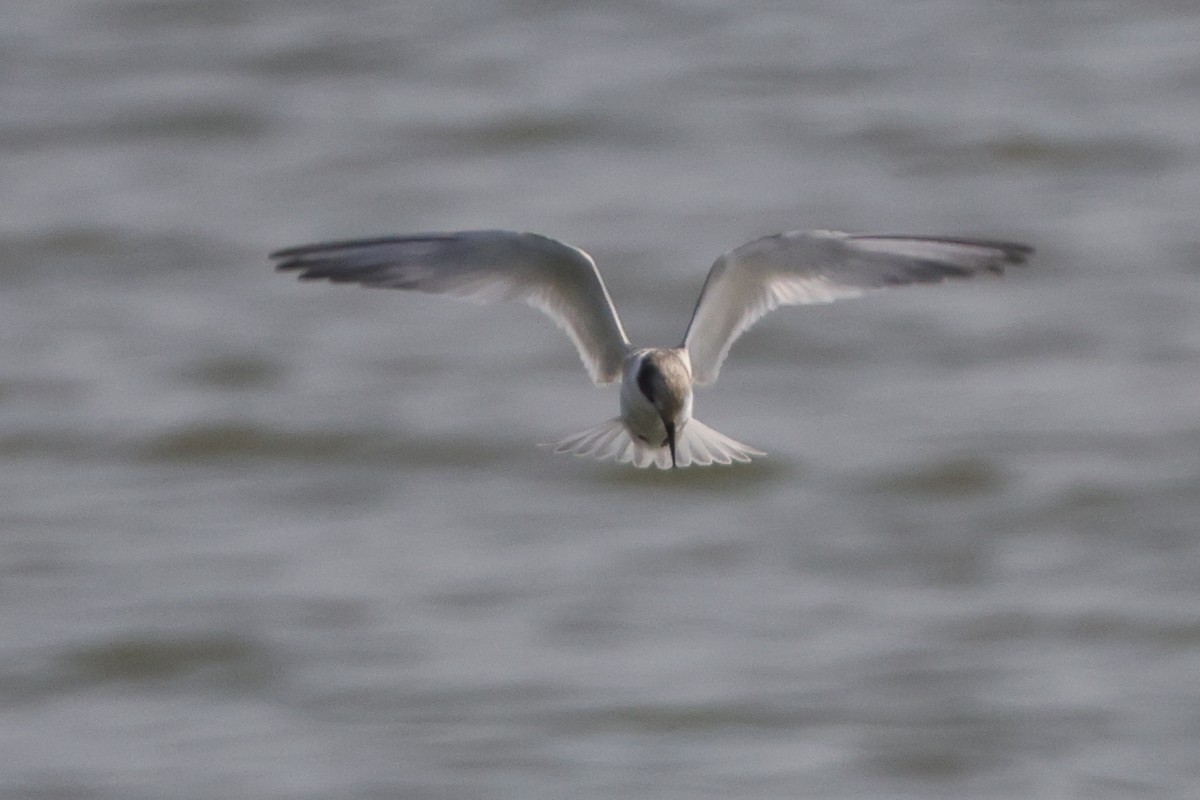 Least Tern - ML622137274