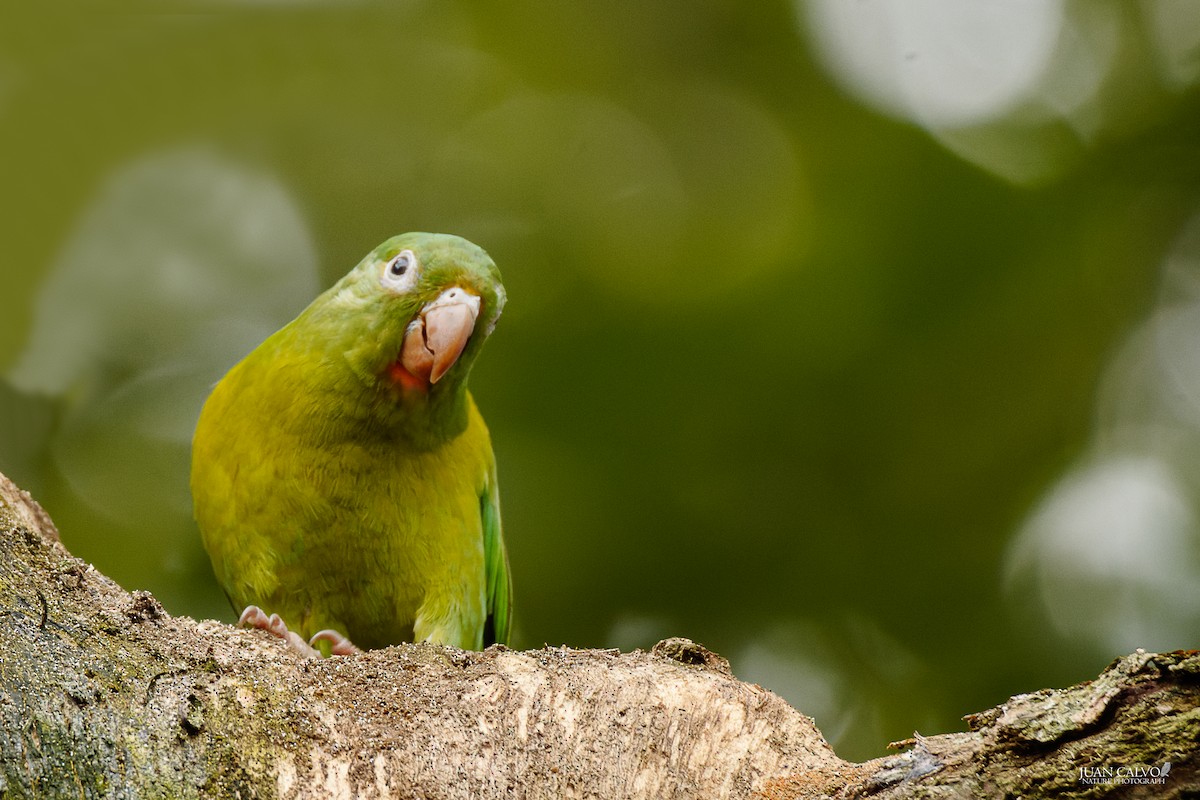 Orange-chinned Parakeet - ML622137309