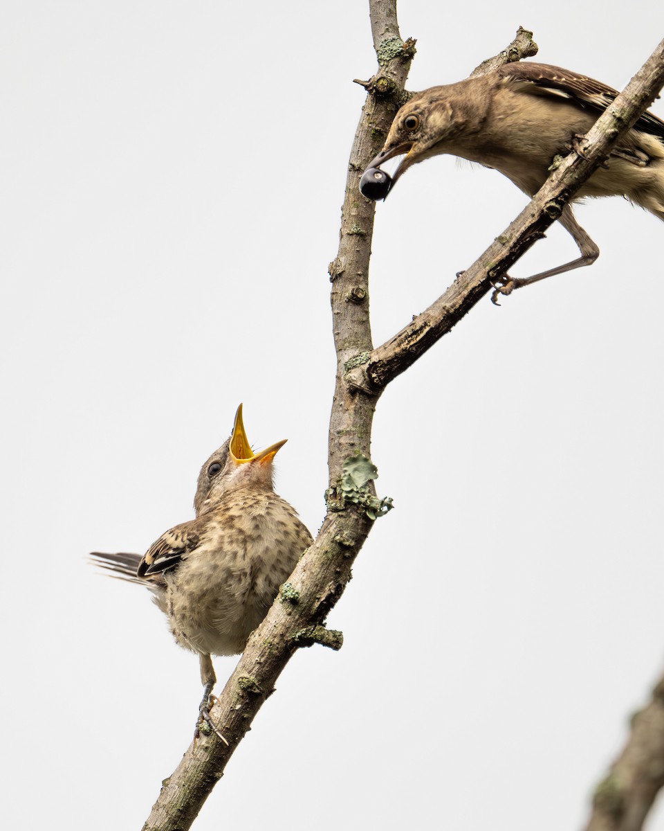 Northern Mockingbird - ML622137317