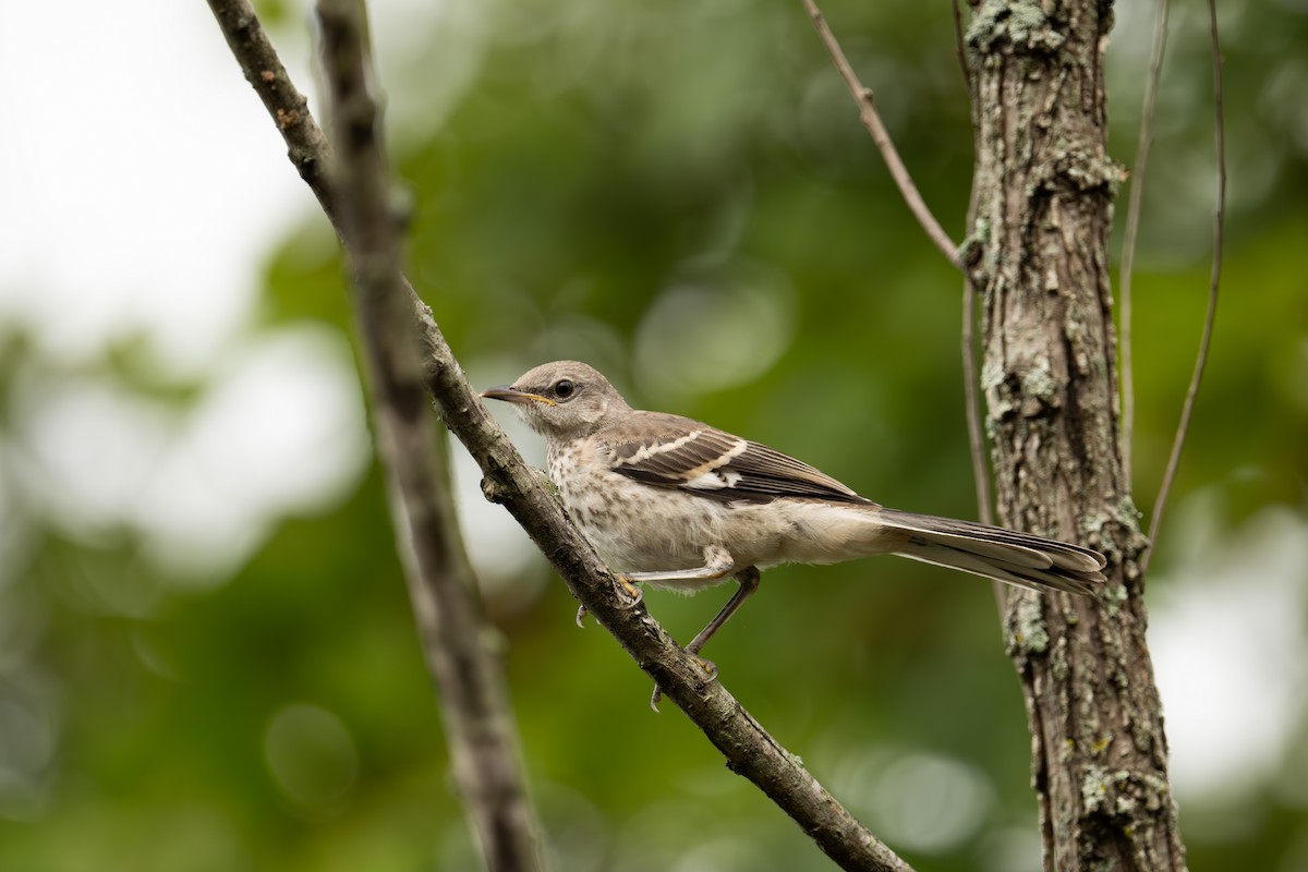 Northern Mockingbird - ML622137318