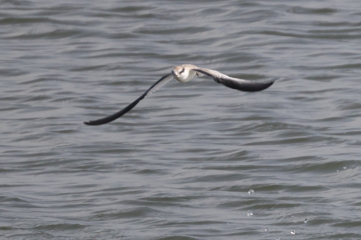 Least Tern - ML622137360