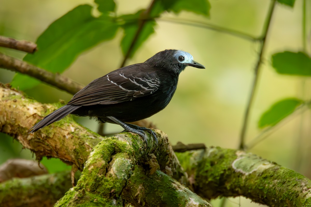 Bare-crowned Antbird - ML622137361