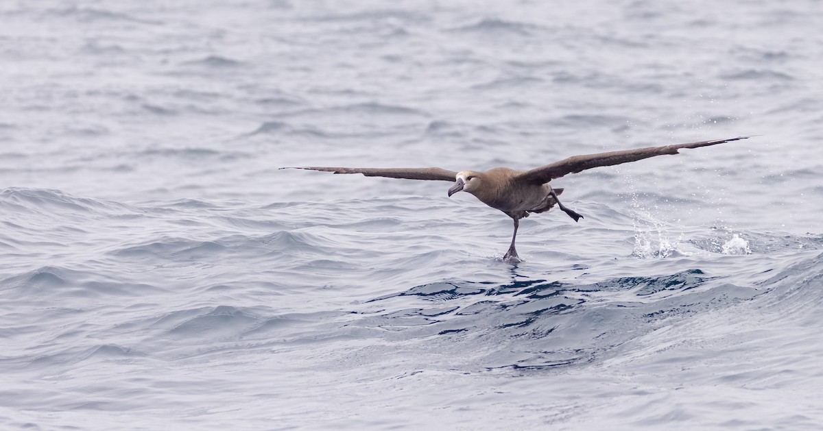 Black-footed Albatross - ML622137404