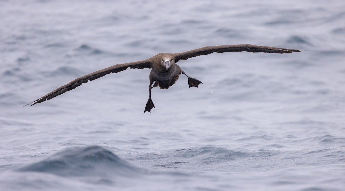 Black-footed Albatross - ML622137405