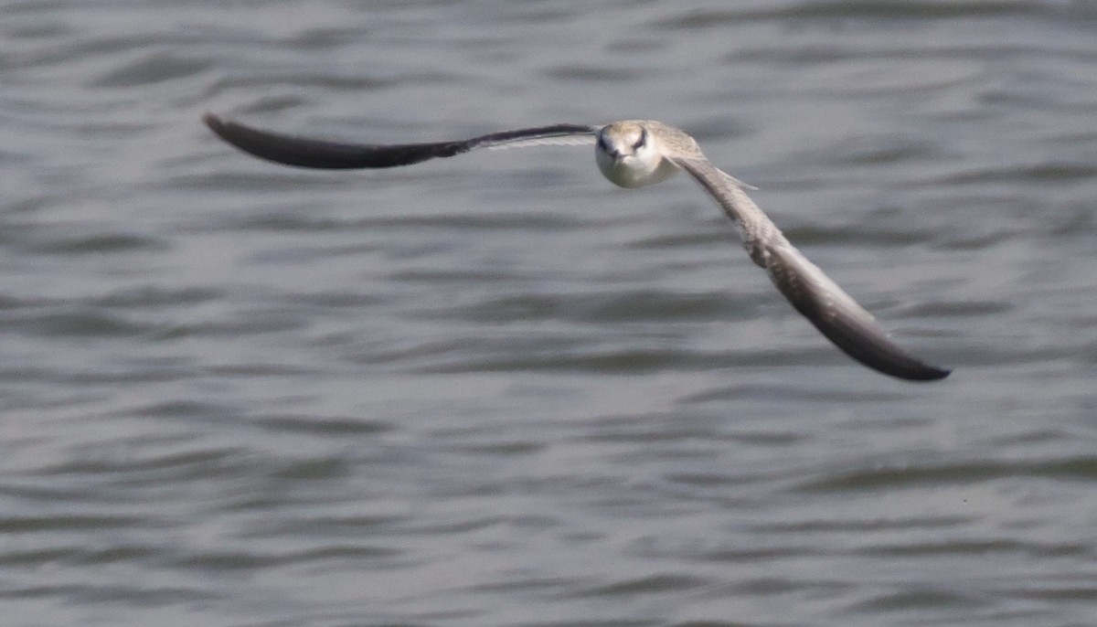 Least Tern - ML622137419