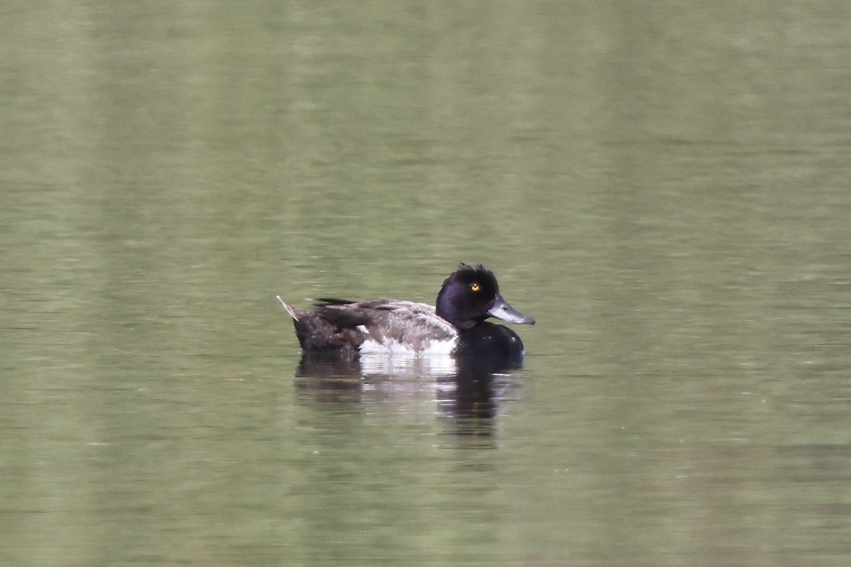 Lesser Scaup - ML622137471