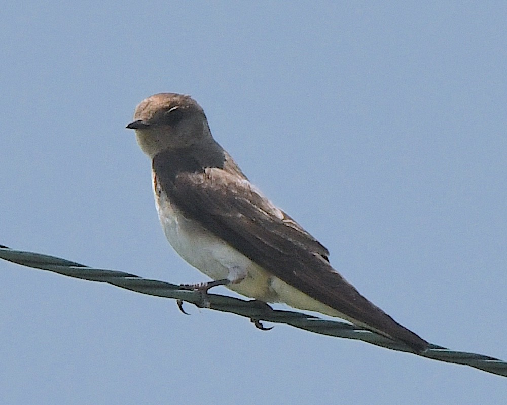 Northern Rough-winged Swallow - ML622137484