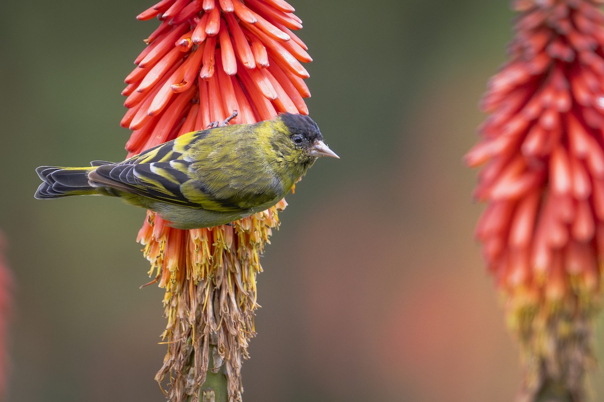 Black-capped Siskin - Moises Rodriguez