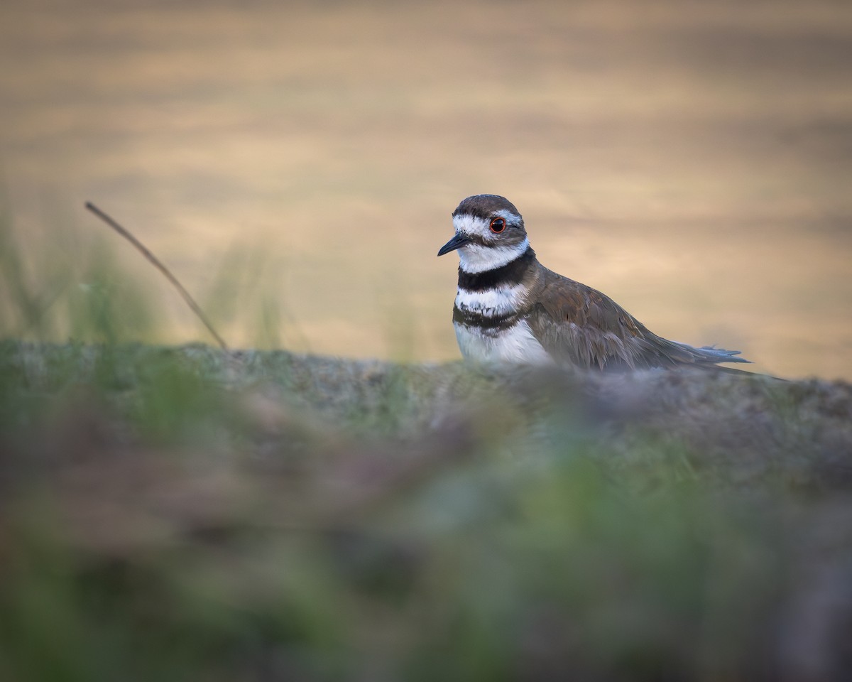 Killdeer - ML622137489